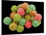 Pollen Grains by Anonymous