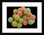 Pollen Grains by Anonymous