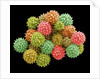 Pollen Grains by Anonymous