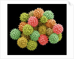 Pollen Grains by Anonymous