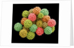 Pollen Grains by Anonymous