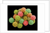 Pollen Grains by Anonymous