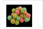 Pollen Grains by Anonymous