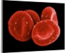 Red Blood Cells by Anonymous
