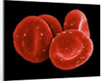 Red Blood Cells by Anonymous