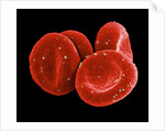 Red Blood Cells by Anonymous