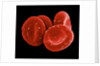 Red Blood Cells by Anonymous