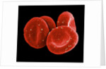 Red Blood Cells by Anonymous