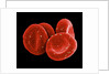 Red Blood Cells by Anonymous