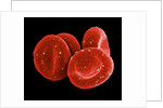 Red Blood Cells by Anonymous