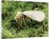 Whitefly on Leaf by Anonymous