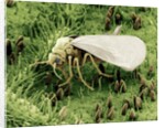 Whitefly on Leaf by Anonymous