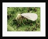 Whitefly on Leaf by Anonymous