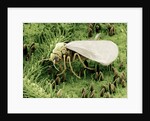 Whitefly on Leaf by Anonymous