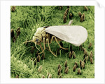 Whitefly on Leaf by Anonymous