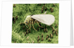 Whitefly on Leaf by Anonymous