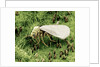 Whitefly on Leaf by Anonymous