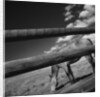 Black and white tilted view of horse grazing in meadow with wooden fence in foreground by Anonymous