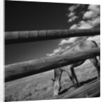 Black and white tilted view of horse grazing in meadow with wooden fence in foreground by Anonymous