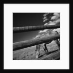 Black and white tilted view of horse grazing in meadow with wooden fence in foreground by Anonymous
