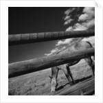 Black and white tilted view of horse grazing in meadow with wooden fence in foreground by Anonymous