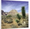 Tree in desert setting with rock formations in the background by Anonymous