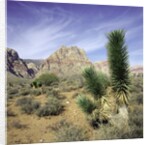 Tree in desert setting with rock formations in the background by Anonymous
