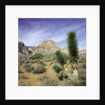 Tree in desert setting with rock formations in the background by Anonymous