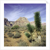 Tree in desert setting with rock formations in the background by Anonymous
