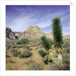 Tree in desert setting with rock formations in the background by Anonymous