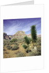 Tree in desert setting with rock formations in the background by Anonymous