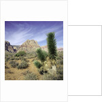Tree in desert setting with rock formations in the background by Anonymous