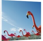 Pink flamingo lawn ornaments by Anonymous