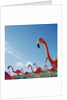 Pink flamingo lawn ornaments by Anonymous