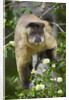 Black-tufted Capuchin by Anonymous