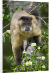 Black-tufted Capuchin by Anonymous