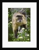 Black-tufted Capuchin by Anonymous