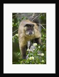 Black-tufted Capuchin by Anonymous