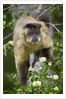 Black-tufted Capuchin by Anonymous