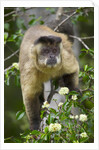 Black-tufted Capuchin by Anonymous