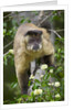 Black-tufted Capuchin by Anonymous