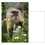 Black-tufted Capuchin by Anonymous