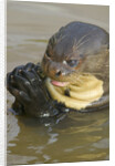 Giant River Otter by Anonymous