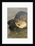 Giant River Otter by Anonymous