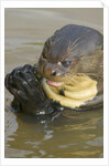 Giant River Otter by Anonymous