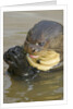 Giant River Otter by Anonymous