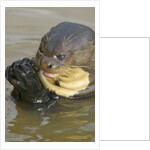 Giant River Otter by Anonymous