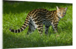 Ocelot by Anonymous