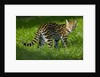 Ocelot by Anonymous