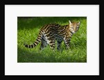 Ocelot by Anonymous